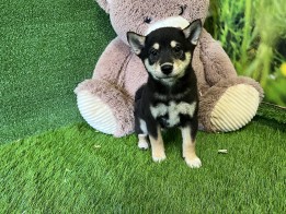 Shiba Inu male Puppy for sale 010515824
